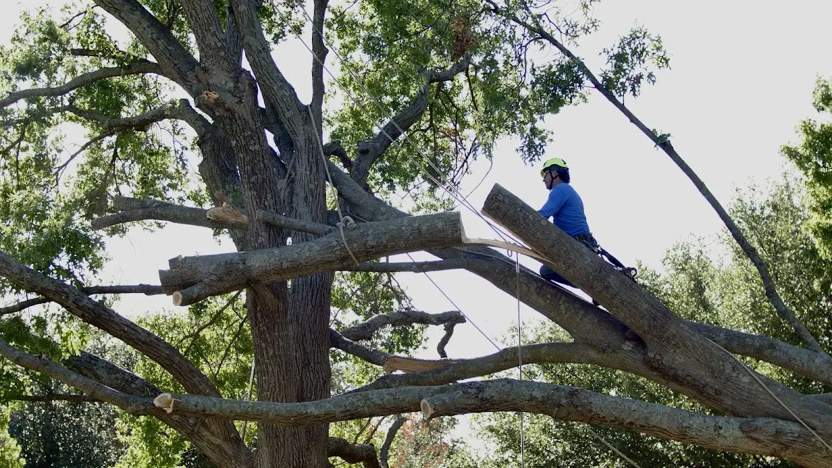 Professional Crown Thinning performed by certified arborists in Dorena