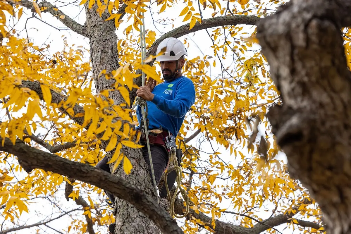 Skilled Storm Damage Cleanup crew working in Dorena