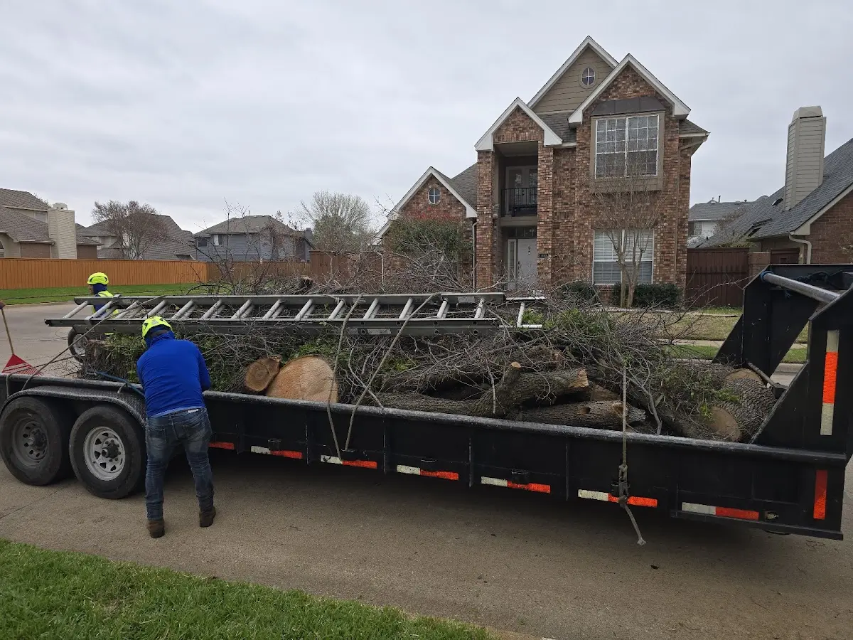 Expert Tree Removal with proper safety equipment in Dorena